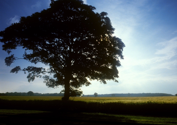 An oak tree silhouetted against a summer evening sky, with arable fields in the distance