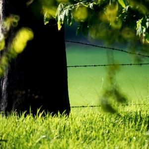 A barbed wire fence on the edge of a wood