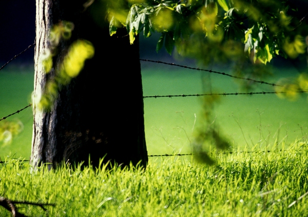 A barbed wire fence on the edge of a wood