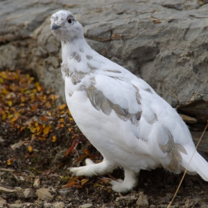 A ptarmigan in white winter plumage