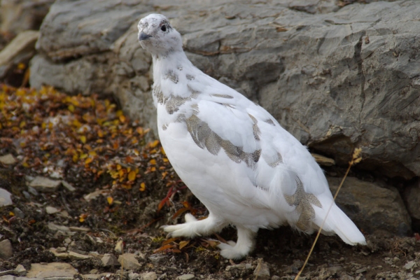 A ptarmigan in white winter plumage