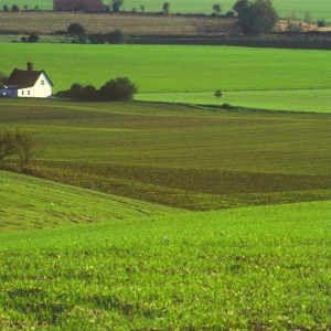 A lone white cottage in a suffolk agricultural landscape