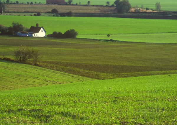 A lone white cottage in a suffolk agricultural landscape