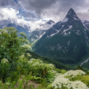 Wildflowers on a mountain top in the high alps