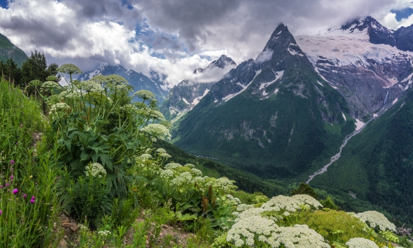 Wildflowers on a mountain top in the high alps