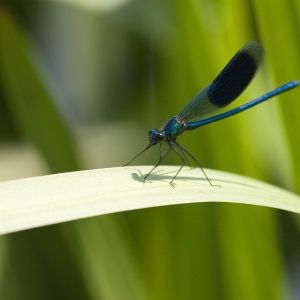 A beautiful blue damselfly on a reed stem