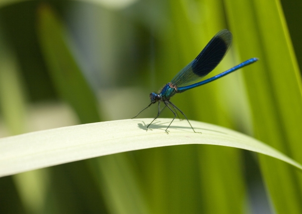 A beautiful blue damselfly on a reed stem