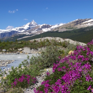 A rocky mountain stream with wildflowers in the foreground