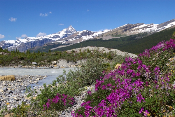 A rocky mountain stream with wildflowers in the foreground