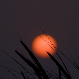 Summer harvest sunset