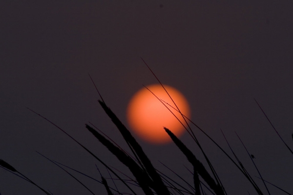 Summer harvest sunset