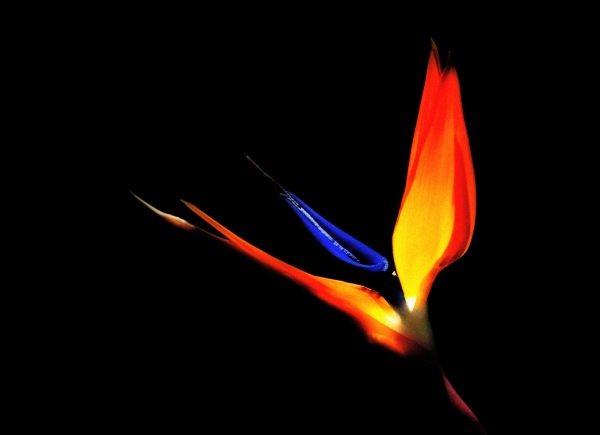 Bird of Paradise flower against a black background