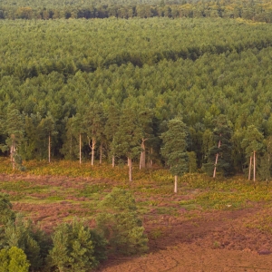 Aerial view of a coniferous forest with heathland