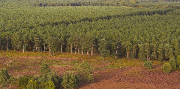 Aerial view of a coniferous forest with heathland