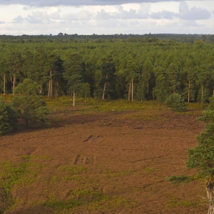 Aerial view of coniferous forest and heathland