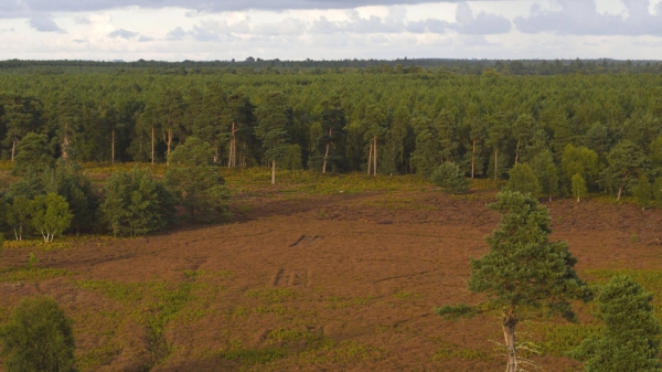 Aerial view of coniferous forest and heathland