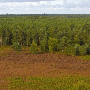 Aerial view of coniferous forest and heathland