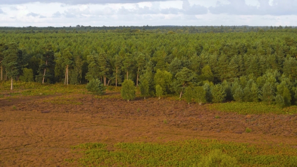 Aerial view of coniferous forest and heathland