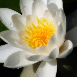 A close up image of a water lily in full bloom