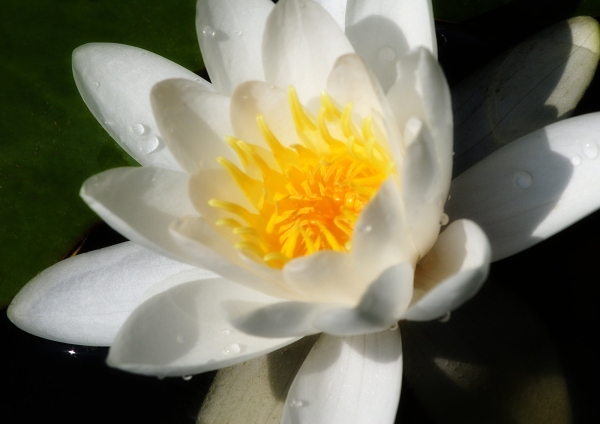 A close up image of a water lily in full bloom