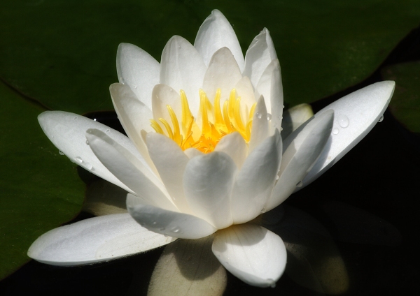 A perfect water lily against a dark background