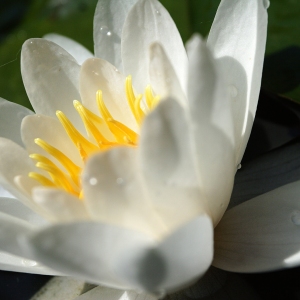 A close up view of a perfect water lily on a dark pond