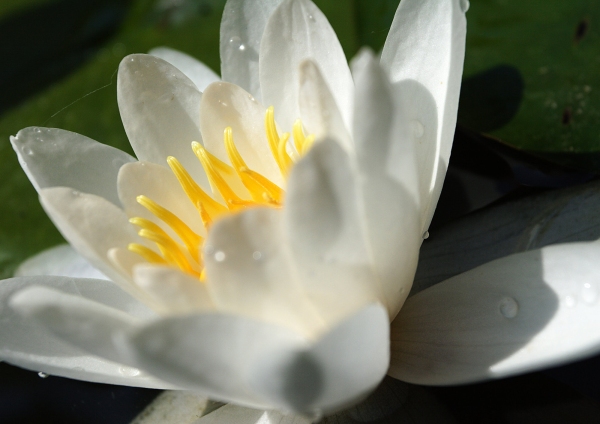 A close up view of a perfect water lily on a dark pond