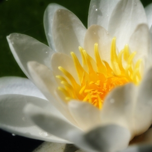 A close up image of a water lily agains a black background