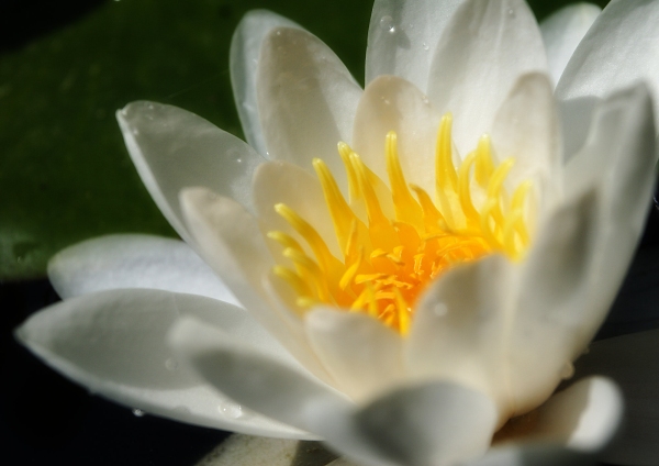 A close up image of a water lily agains a black background