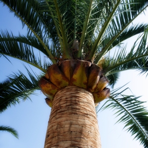 A mediterranean palm tree seen against a clear blue sky