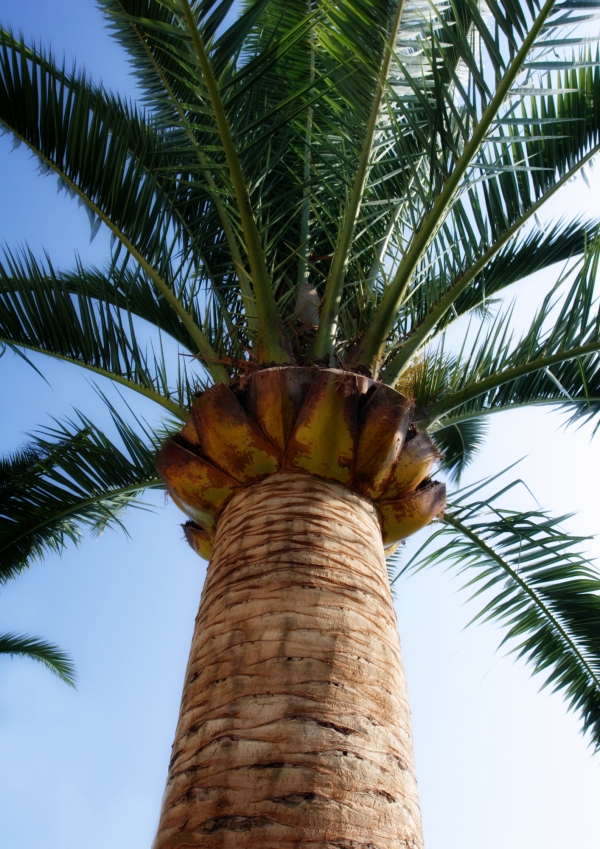 A mediterranean palm tree seen against a clear blue sky