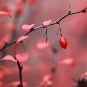 Barberry berries in an autumn garden in October