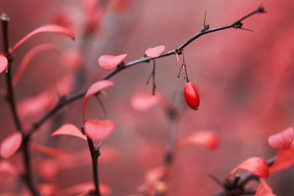 Barberry berries in an autumn garden in October