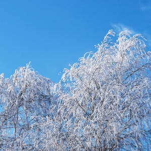 Top of birch trees covered with hoarfrost against the blue sky