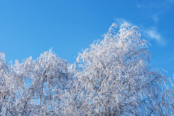 Top of birch trees covered with hoarfrost against the blue sky