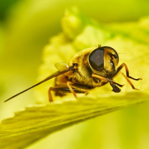 Bee or overfly on yellow leaves in the garden in summer