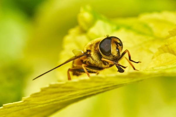 Bee or overfly on yellow leaves in the garden in summer