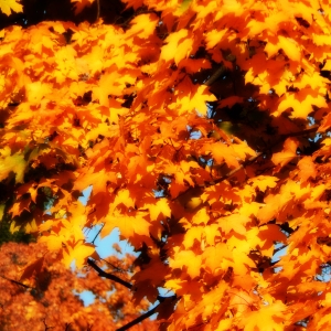 Autumn foliage on a maple tree