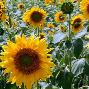 A field of sunflowers