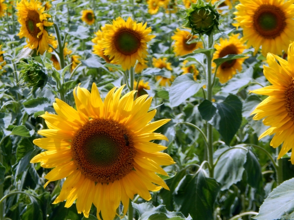 A field of sunflowers