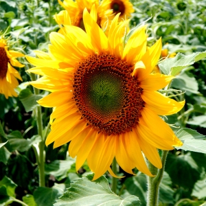 A close up image of a sunflower in a large field