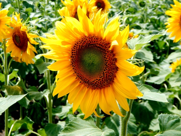 A close up image of a sunflower in a large field