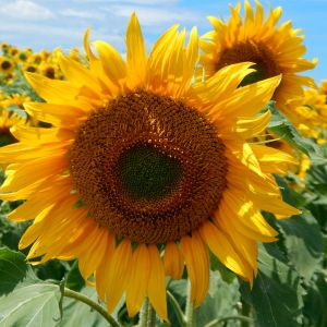 A close up of a sunflower in a large field of sunflowers