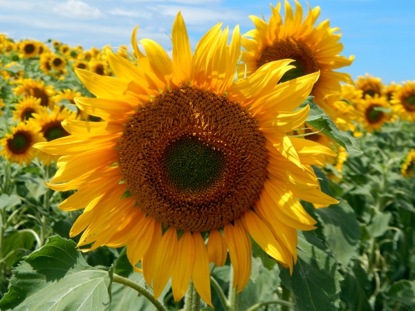 A close up of a sunflower in a large field of sunflowers