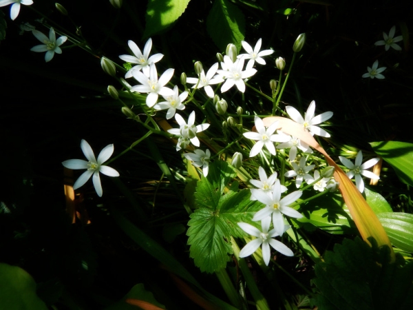 Camassia flowers in a woodland setting