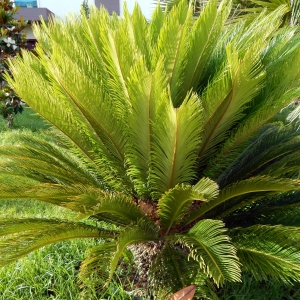 Plants and flowers in the garden of the city of Fethiye in Turkey, landscape