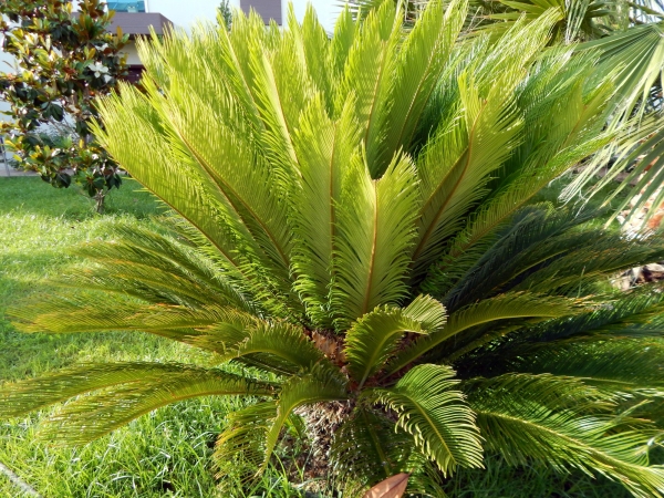 A palm in a mediterranean garden