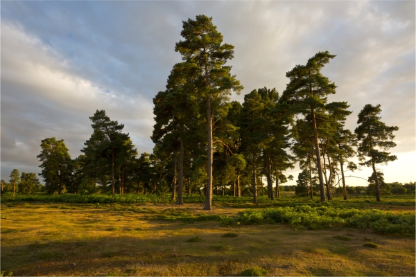 Scots pine trees on a heathland setting in the evening light