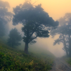 A foggy morning on a remote mountain track