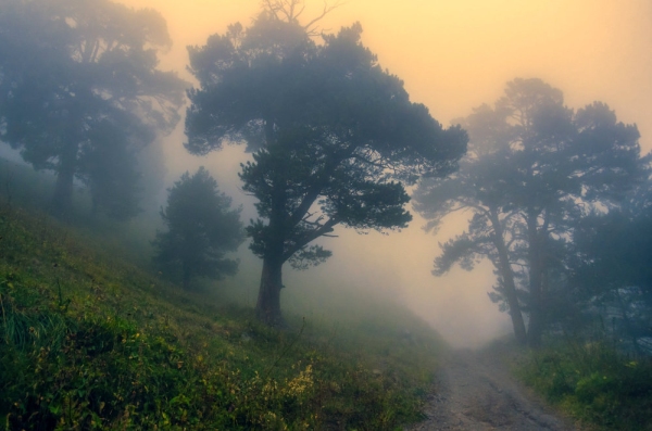 A foggy morning on a remote mountain track